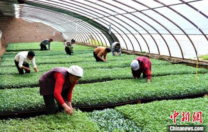  南安普顿青春防线经受考验，惜败豪门展现未来希望  